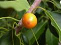 Sideroxylon foetidissimum